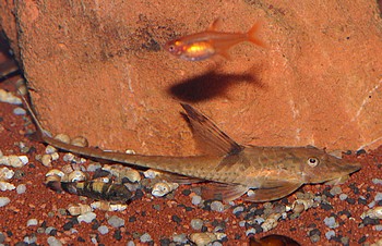 Sturisomatichthys leightoni Zwerg-St�rwels 