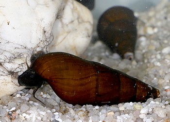 Sulcospira testudinaria Black Panther-Turmdeckelschnecke 