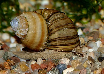 Viviparus conectus, Spitze Sumpfdeckelschnecke, S��wasserschnecke