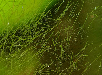 S��wasserpolyp 13