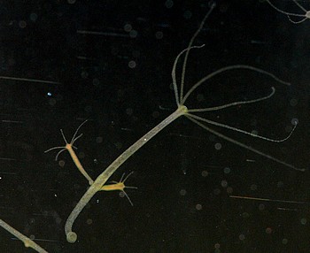 S��wasserpolyp 14