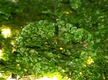Lomariopsis cf. lineata, S��wassertang