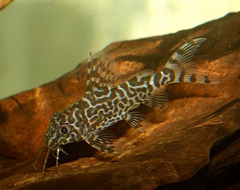 Synodontis eupterus Schmuckflossen-Fiederbartwels 