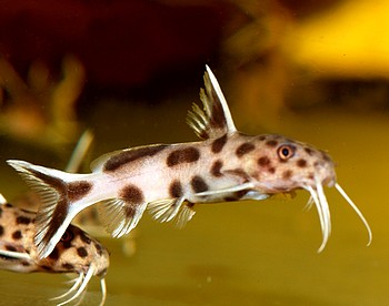 Synodontis lucipinnis Zwerg-Fiederbartwels 