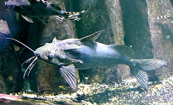 Synodontis nigrita 