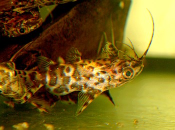 Synodontis nigriventris R�ckenschwimmender Kongowels 