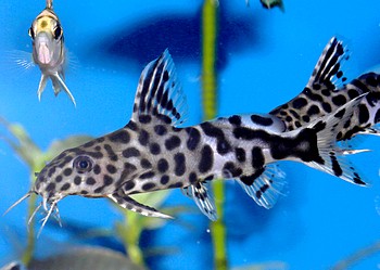 Synodontis petricola Felsen-Fiederbartwels 