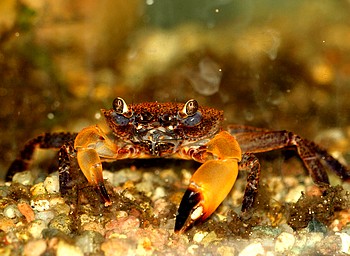 Syntripsa flavichela 