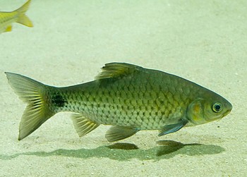 Systomus sarana Saranabarbe Systomus sarana Saranabarbe