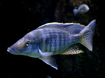 Taeniolethrinops prarorbitalis 