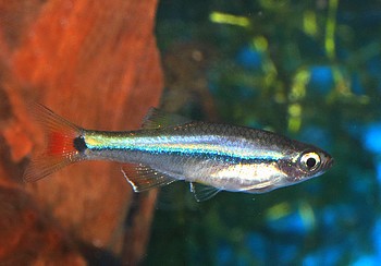 Tanichthys kuehnei 