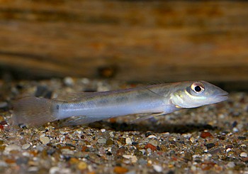 Teleocichla centrarchus Teleocichla centrarchus