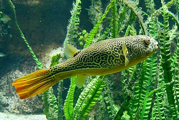 Tetraodon mbu Goldringel-Kugelfisch 01