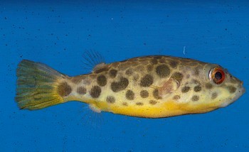 Tetraodon schoutedeni Leopardkugelfisch 