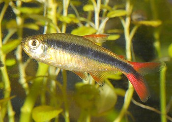 Thayeria sp Rotflossen Pinguin Tetra 