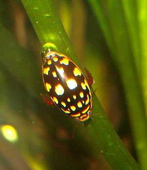 Thermonectus marmoratus