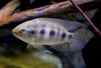 Thysochromis ansorgii 