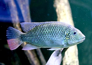 Coptodon rendalli, Rendalls Tilapie 