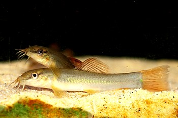Traccatichthys taeniatus Sch�ne Gebirgsbachschmerle