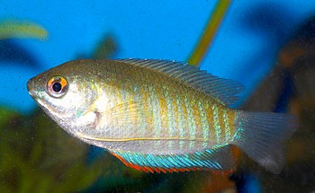 Trichogaster fasciata 