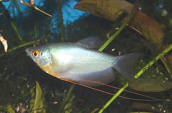 Trichopodus microlepis Monschein-Fadenfisch 