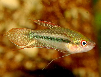 Trichopsis schalleri, Schallers Zwerggurami