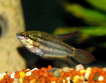 Trichopsis vittatus 01