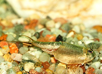 Triops longicaudatus, Amerikanischer Schildkrebs