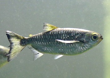 Triportheus rotundatus 