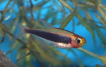 Tucanoichthys tucano Tucan Salmler 