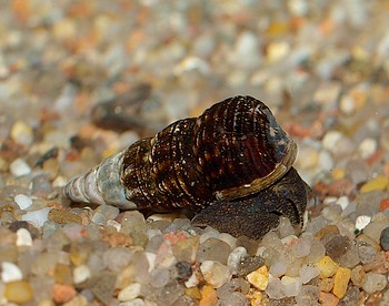Tylomelania spec., Braune Matano-Turmdeckelschnecke, S��wasserschnecke