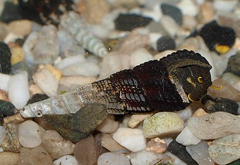 Tylomelania spec., Gelbf�hler-Turmdeckelschnecke, S��wasserschnecke