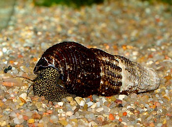 Tylomelania spec., Perlhuhn-Schnecke, S��wasserschnecke