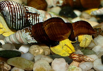 Tylomelania spec., Neongelde Turmdeckelschnecke, S��wasserschnecke