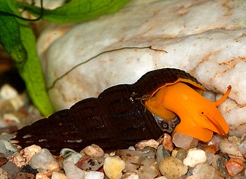 Tylomelania spec., Orange Turmdeckelschnecke, S��wasserschnecke