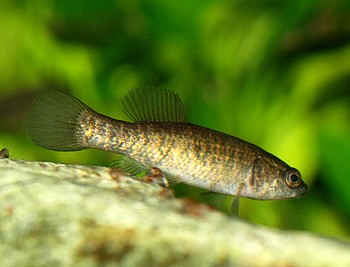 Umbra limi Hundsfisch Umbra limi Hundsfisch