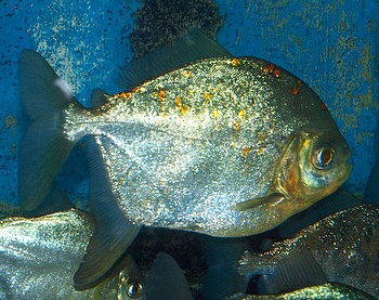 Metynnis rubripinnis luna, Mond-Scheibensalmler