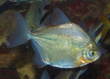 Mylossoma aureum, Gemeiner Scheibensalmler