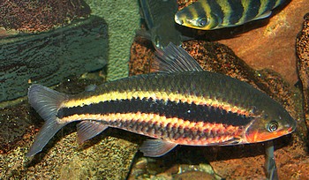 Leporinus striatus, Gestreifter Leporinus