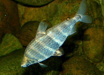 Abramites solarii, Sch�ner Brachsensalmler