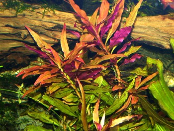 Ammannia gracilis, Gro�e Cognakpflanze