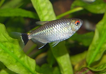 Moenkhausia sanctaefilomenae, Rotaugen-Moenkausia