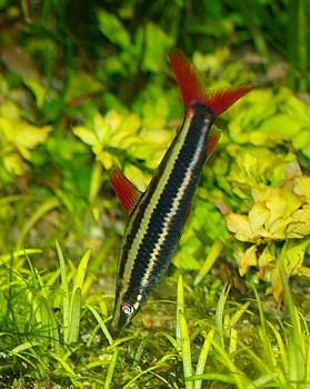 Anostomus anostomus, Prachtkopfsteher