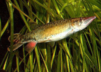 Boulengerella maculata, Gefleckter Hechtsalmler