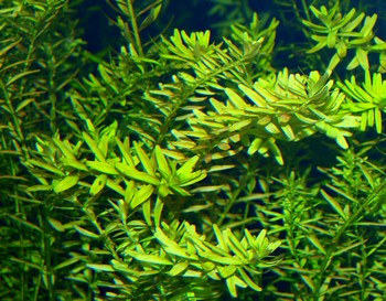 Rotala rotundifolia, Rundbl�ttrige Rotala