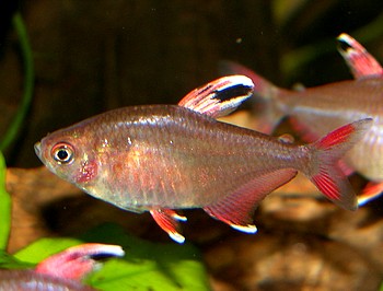 Hyphessobrycon werneri, Schulterfleck-Tetra