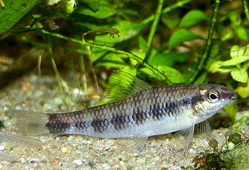 Characidium fasciatum, Geb�nderter Bodensalmler