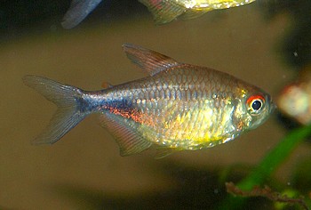 Hemigrammus pulcher, Karfunkelsalmler