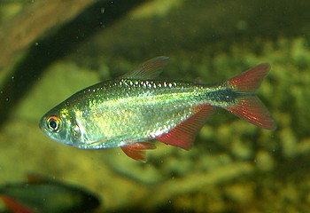 Hemigrammus caudovittatus, Rautenflecksalmler