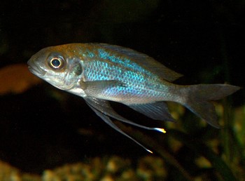 Ophthalmotilapia ventralis, Blauer Fadenmaulbr�ter